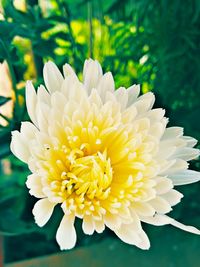 Close-up of white flower