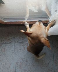 High angle view of dog relaxing on floor at home