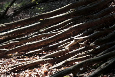 Close-up of tree trunk in forest