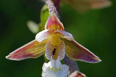 Close-up of fresh purple iris flower