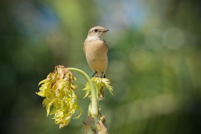 Amur stonechat perched on papaya