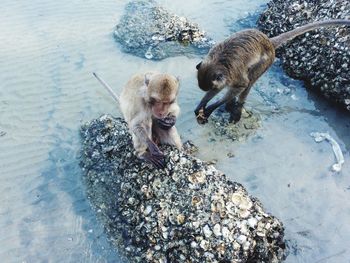 Monkeys get their own food on rocks