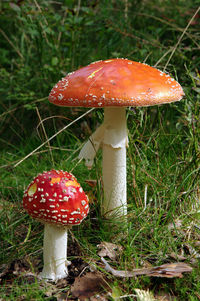 Close-up of mushroom growing in forest