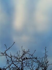 Low angle view of bare tree against sky