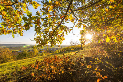 Trees on field against sky during autumn