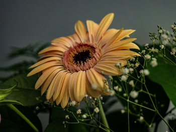 Close-up of yellow flower