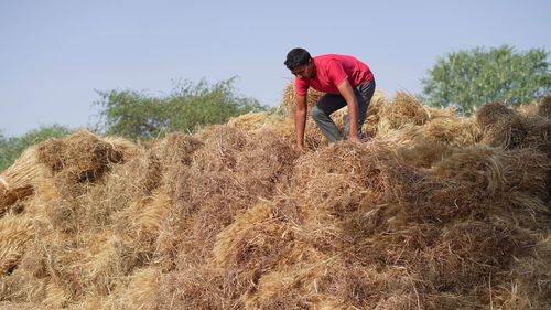 Indian farmer holding wheat crop bundle. large pile of harvested wheat crop in a farmer's field in i