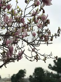 Low angle view of pink cherry blossoms in spring