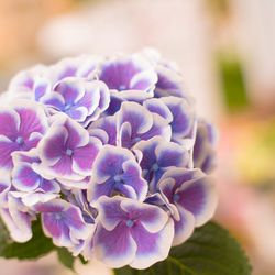 Close-up of purple flowering plant