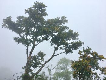 Low angle view of tree against sky