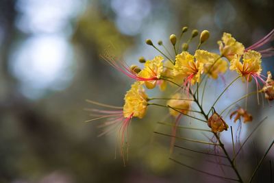 Close-up of butterfly pollinating on flower