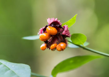 Close-up of honey bee on flower