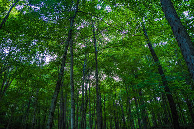 Low angle view of bamboo trees in forest