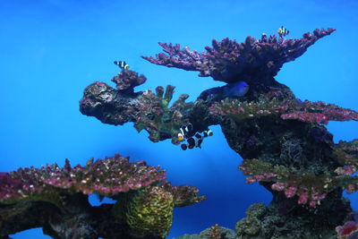 Close-up of fish swimming underwater