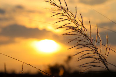 Close-up of silhouette plants against sunset sky