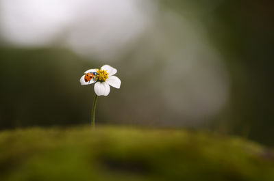 Close-up of white flowering plant