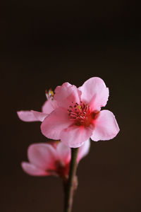 Close-up of pink flowers