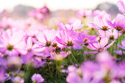 Close-up of pink flowering plants