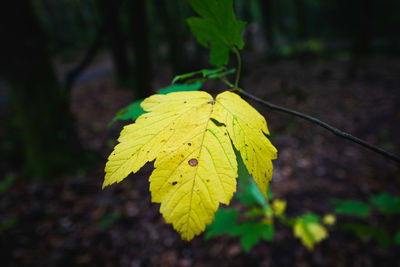 Close-up of yellow leaf against blurred background