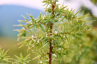 Close-up of fresh green plant