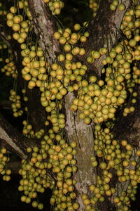 Full frame shot of fruits hanging on tree