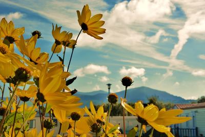 Close-up of yellow flowering plant