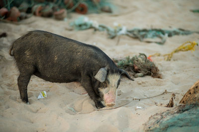 Close-up of pig