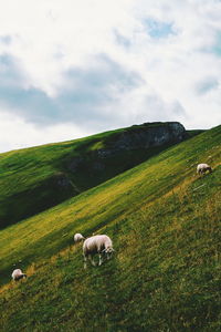 Sheep grazing in a field
