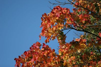 Low angle view of trees against blue sky