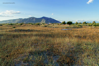 Scenic view of field against sky