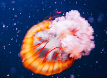 High angle view of jellyfish in water