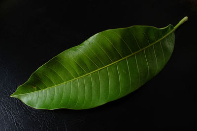 Close-up of green leaves