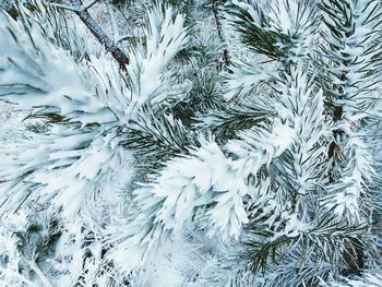 Close-up of christmas tree