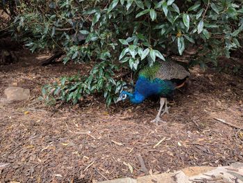 Peacock in a forest