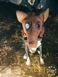 Close-up portrait of horse