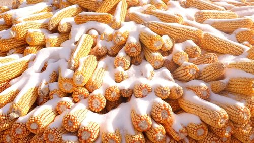 Snow covered corn on the cob