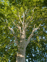 Low angle view of tree in forest