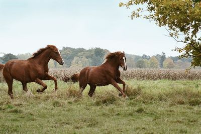 Horses on field against sky