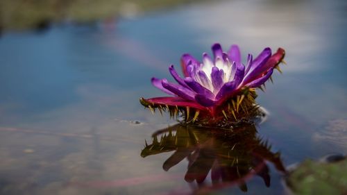 Close-up of pink lotus water lily in lake