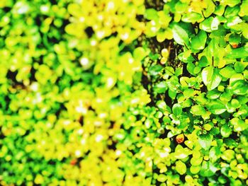 Close-up of yellow leaves