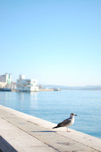 Seagull perching on a sea