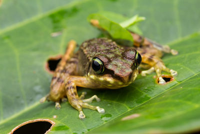 Close-up of frog on leaves