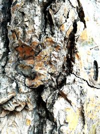 Full frame shot of tree trunk