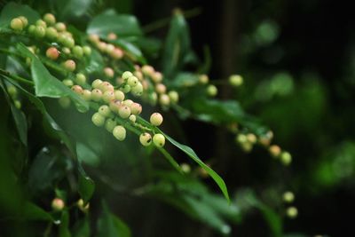 Close-up of raindrops on plant