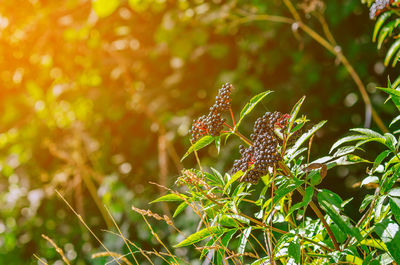 Elderberry, black elderberry, european elderberry. autumn,  summer. medicinal plants. coronavirus