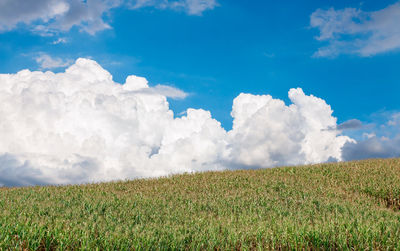 Scenic view of field against sky