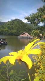 Close-up of yellow flowers blooming by lake against sky