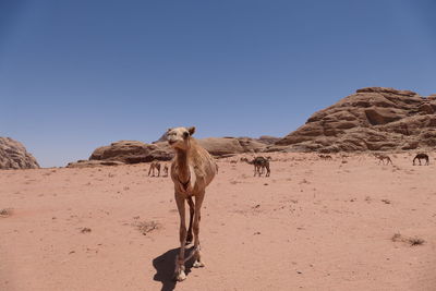 Curious camel in wadi rum