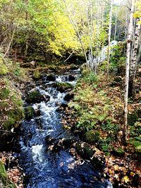 Stream flowing in forest