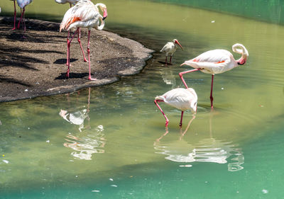 A flock of flamingoes in a zoo in florida.